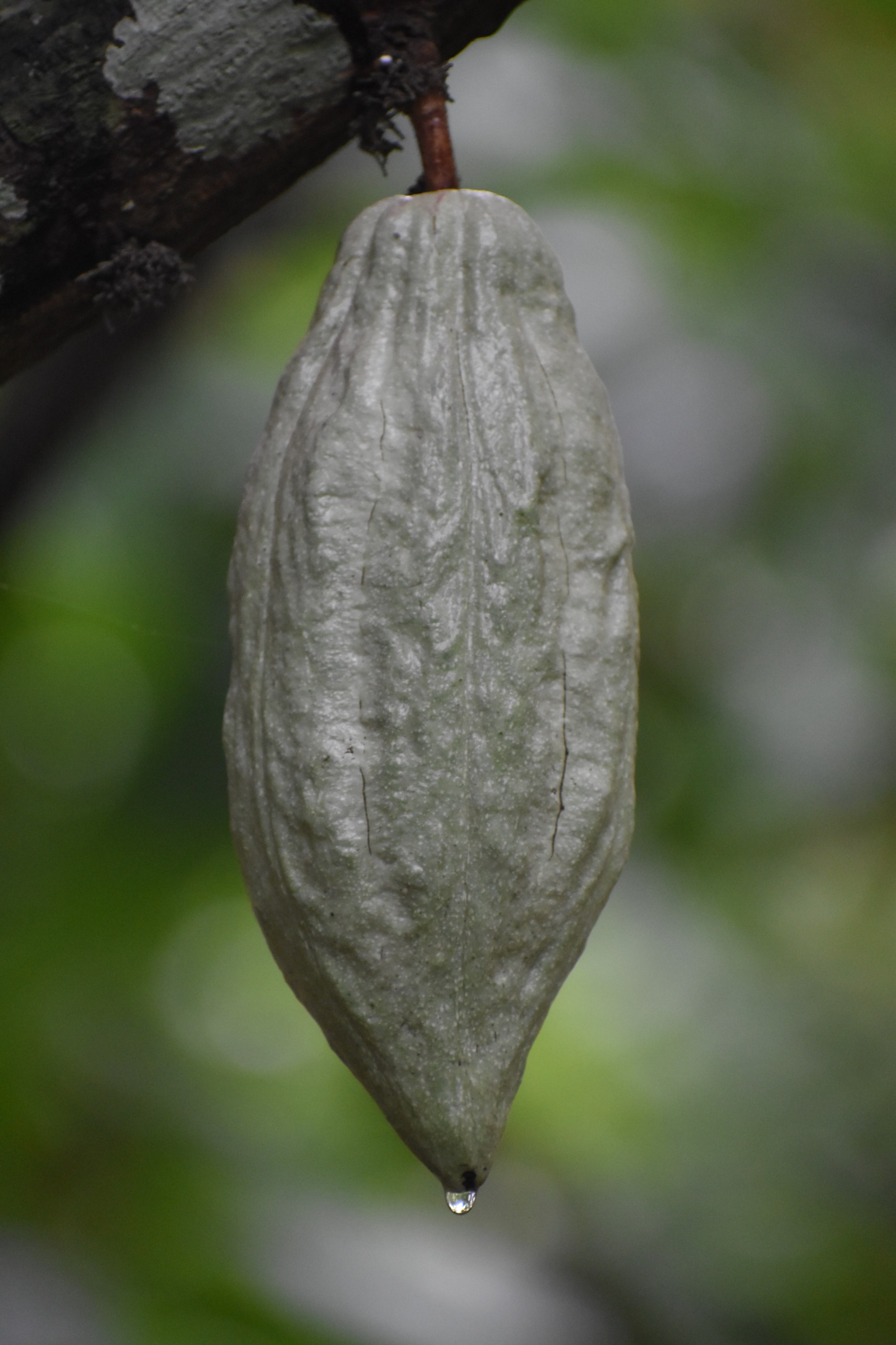 Raccolta e fermentazione
